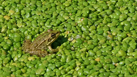 Getty Images There's a treasure trove of ways to save species in decline (Credit: Getty Images)