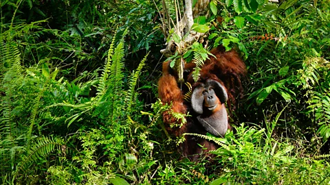 Getty Images An orangutan in a rainforest (Credit: Getty Images)