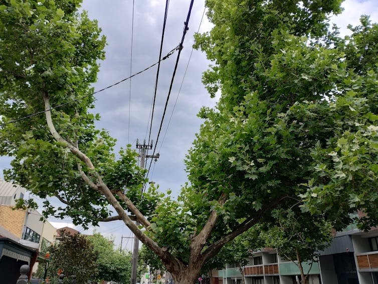 The canopy of this street tree has been butchered to provide the required clearance around powerlines