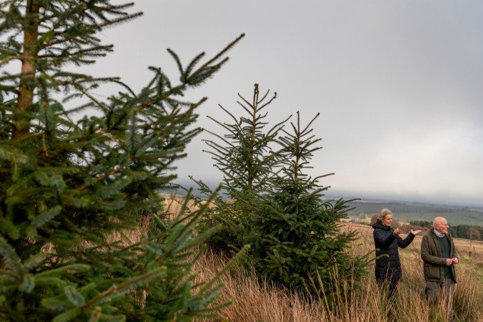 Archie Hyslop and Barbara Hill stand near spruce trees in Langholm, Scotland in October 2024