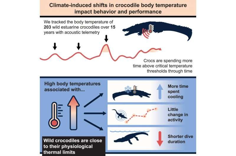 Hot crocs show impacts of a warming climate