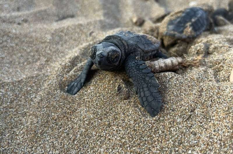 Turtles change nesting patterns in response to climate change